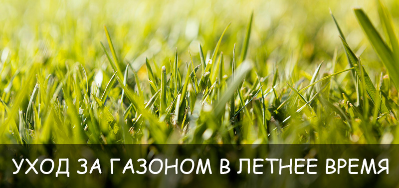 Уход за газоном в летнее время
