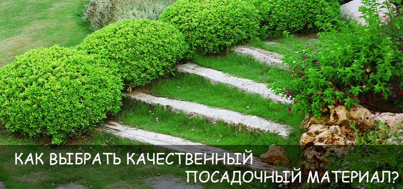 Как выбрать качественный посадочный материал?