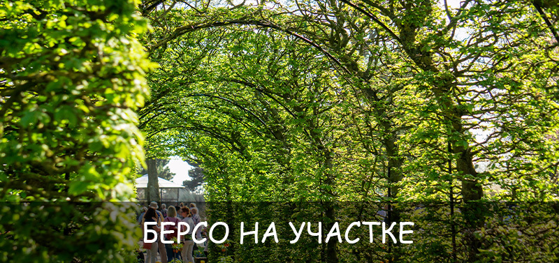 Берсо на участке: за и против, какие растения использовать