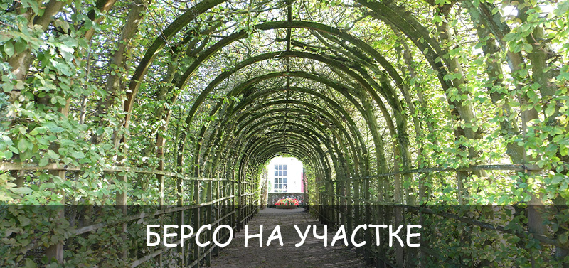 Берсо на участке: за и против, какие растения использовать