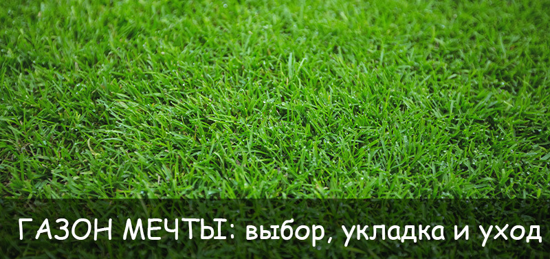 Газон мечты: выбор, укладка и уход