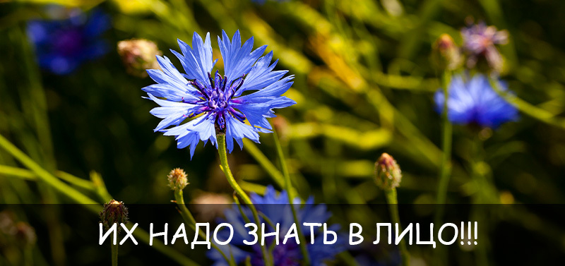 Их надо знать в лицо - сорняки