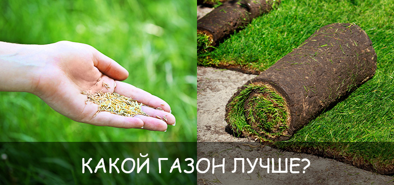 Какой газон лучше: рулонный или посевной?