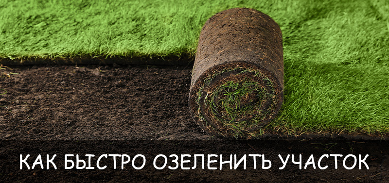 Как быстро озеленить участок: 5 приемов