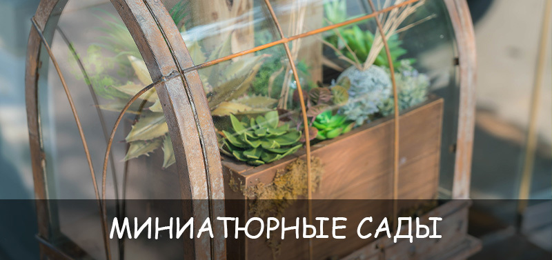 Миниатюрные сады — тренд будущего