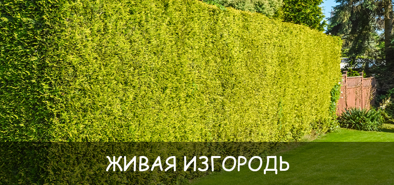 Живая изгородь: виды, посадка и уход